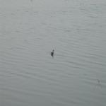 Vraj-Yatra-2014- (402)